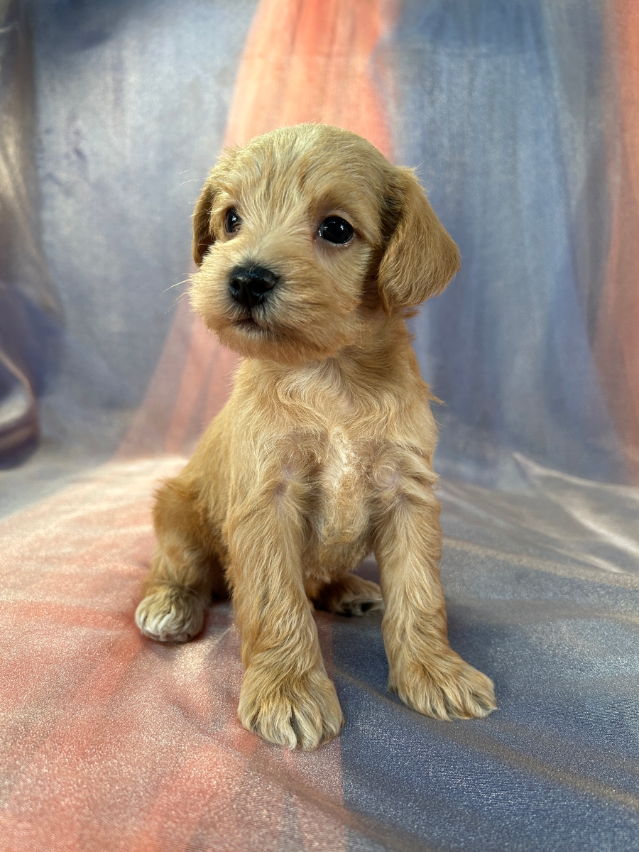 Smooth, Soft Coat Schnoodle, Male Pup for Sale $1200